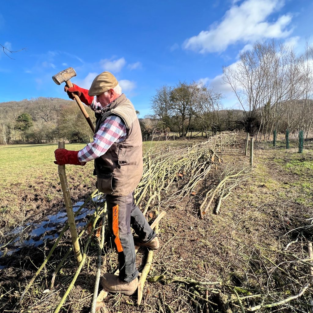 Farmer a laying hedge.