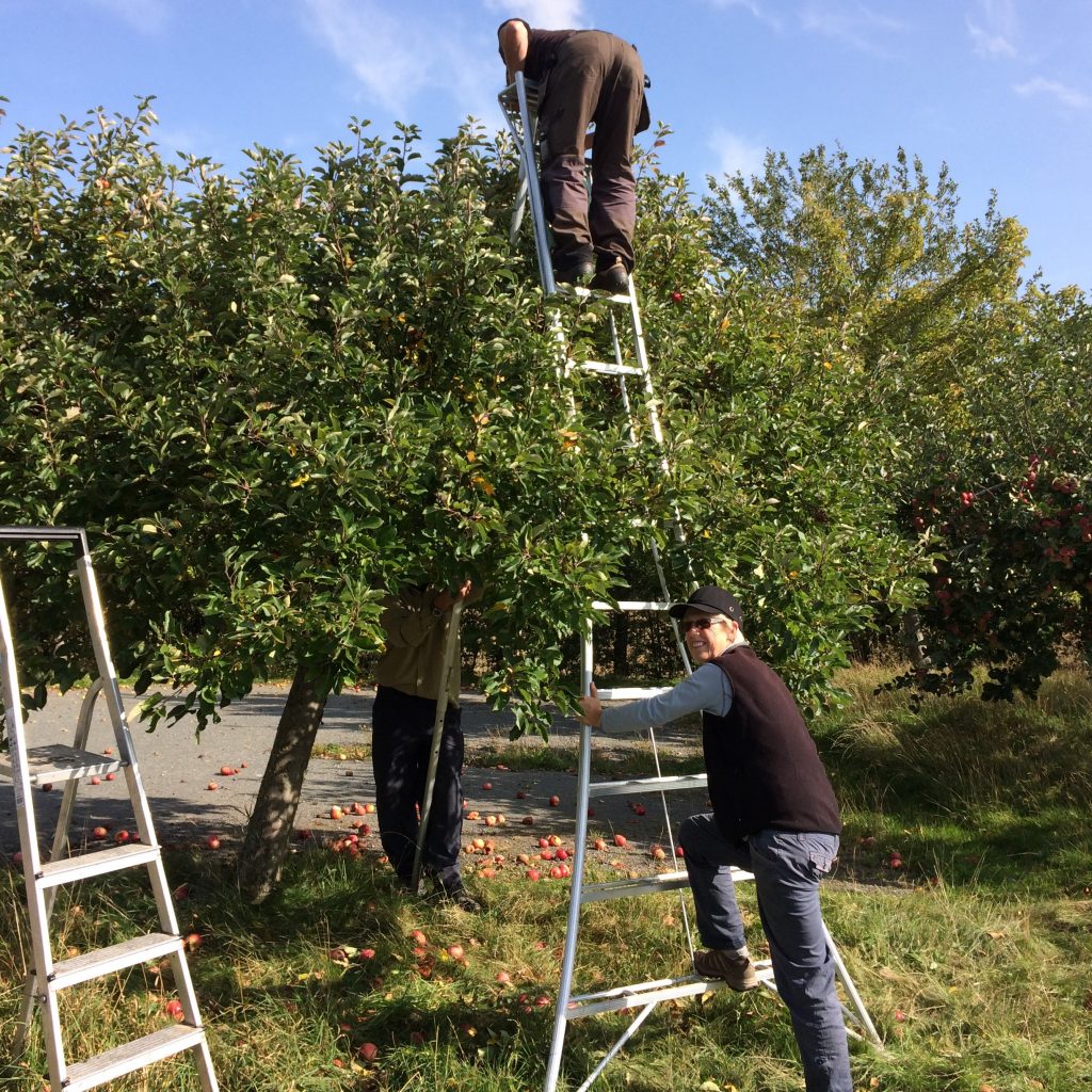 Pruning an apple tree with ladders