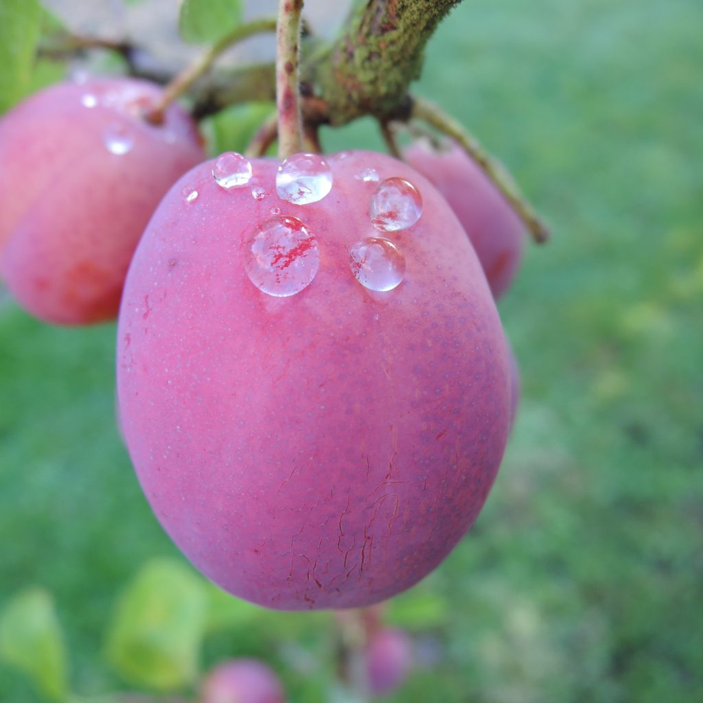 Victoria Plum with Rain drops on it