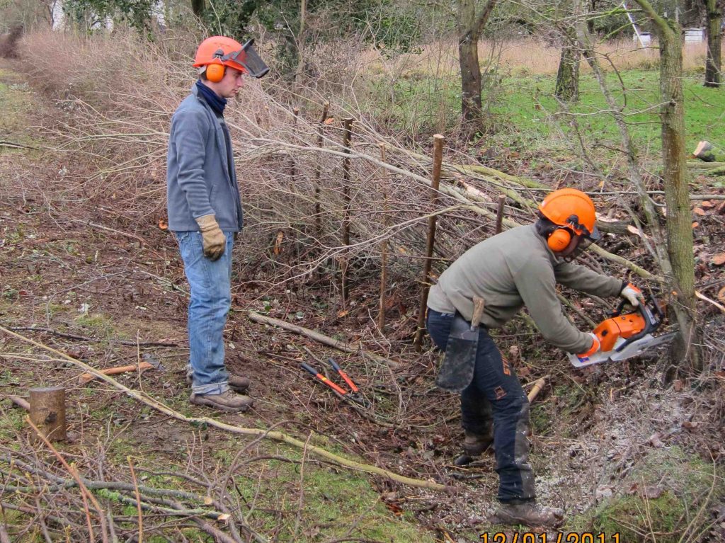 Hedgelaying