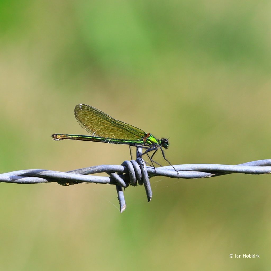 Photo of a Damsel Fly on Barbed wire