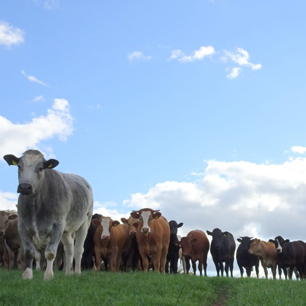 Cows in a line